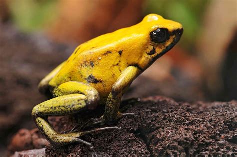 16 Beautiful But Deadly Poisonous Frogs 2022
