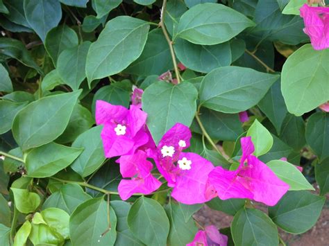 What Is The Name Of This Bush With Pink Flowers