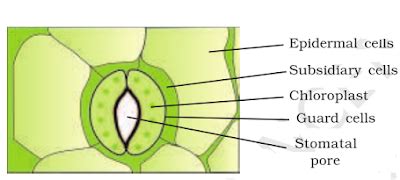 Maybe you would like to learn more about one of these? NCERT Solutions for Class 11th: Ch 6 Anatomy of Flowering ...