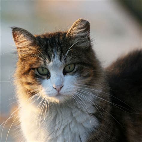 These figures are merely estimates by the aspca, however, many cat owners will spend two to three times these values over the course of their cat's life. Really? Australia Plans to Kill Feral Cats With "Curiosity ...