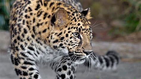 About Amur Leopard