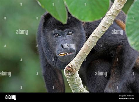 Mantled Howler Monkey Alouatta Palliata Aequatorialis Male Canopy