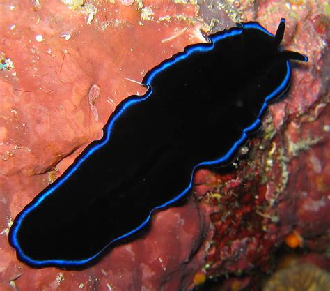 Phylum Platyhelminthes Flickr