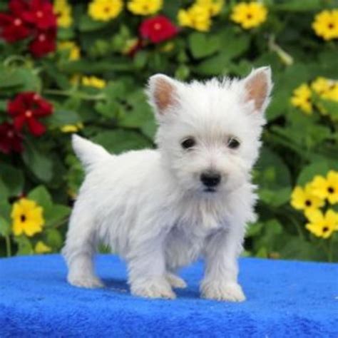 West Highland White Terrier Puppies For Sale Westside Fl 207933