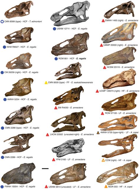 Compilation Of Virtually All Known Complete Edmontosaur