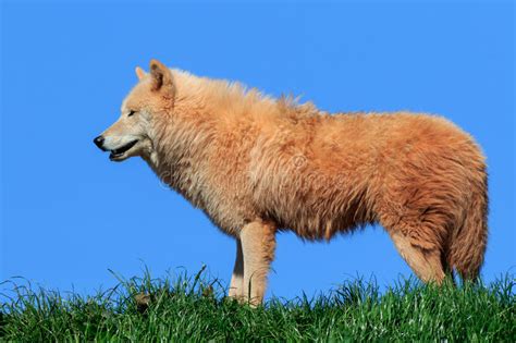 Arctic Wolf Canis Lupus Arctos Stock Image Image Of