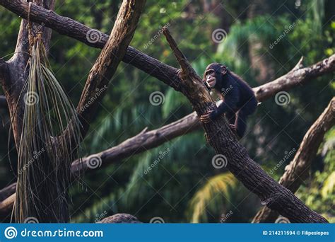 Infant Chimpanzee Playing Stock Photo Image Of Child 214211594