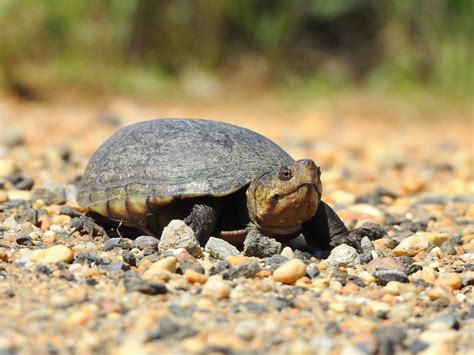 Southeastern Mud Turtle PA HERP IDENTIFICATION