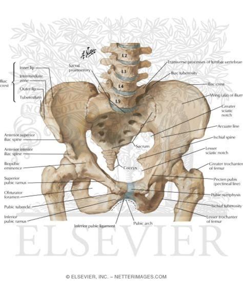 Bony Framework Of The Pelvis Netter Medical Images Anatomy Bones