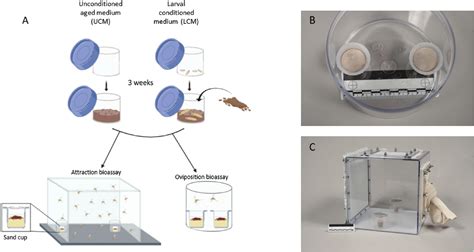 Larval Conditioning And Aging Of Sand Fly Rearing Medium Affect Oviposition Site Selection In