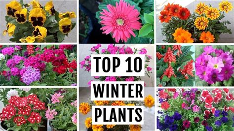 Top 10 Winter Flowering Plants For Beginner Gardeners
