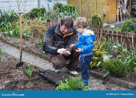 Little Boy And His Father Planting Seeds In Vegetable Garden Stock