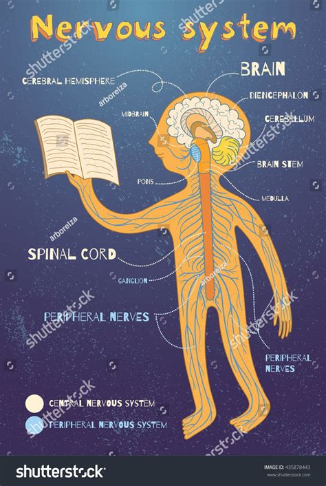 Human Central Nervous System Diagram Female Human Body Diagram Of