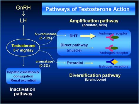 figure 2 [pathways of testosterone action in ] endotext ncbi bookshelf