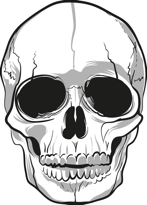 Skull Drawing Bone Skulls Png Download Free Transparent Skull Png Download
