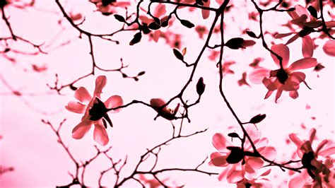 1920x1080 Pink Magnolia Petals Branches Spring Branches Flowers