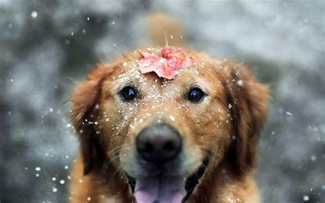 Dogs In The Snow Wallpapers Wallpaper Cave