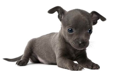Blue Nose Pitbull Chihuahua Mix Petsidi
