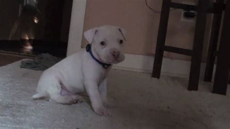 One Month Old Puppy Pitbull Youtube