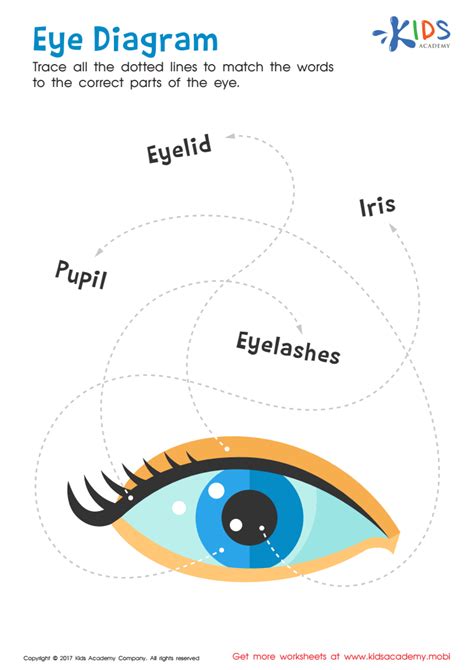 Eye Diagram Printable Free Worksheet For Kids