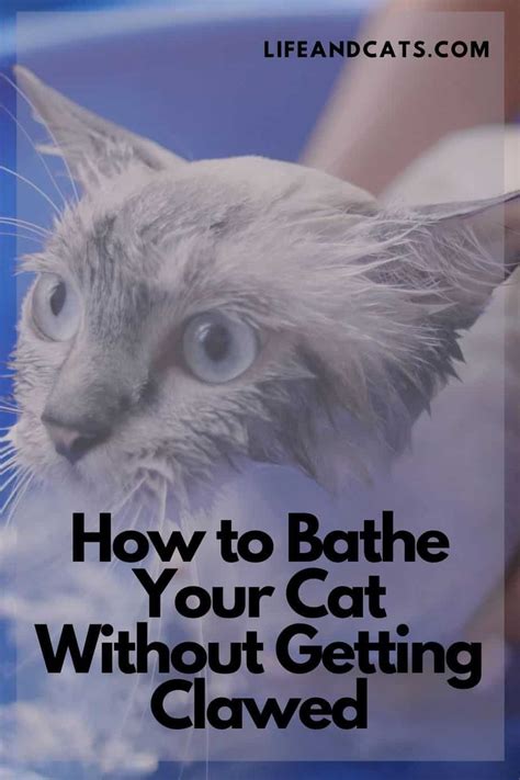 How To Bathe Your Cat Without Getting Scratched To Bits Life And Cats