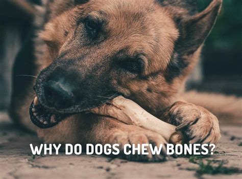 Why Do Dogs Chew Bones And Should They