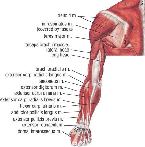 Want to learn more about it? Muscles of Upper Extremity (Posterior Superficial view ...