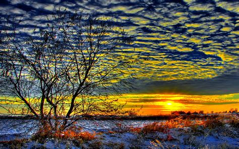 Early Morning Sunrise Tree Plant Nature Sunrise Clouds Field Hd