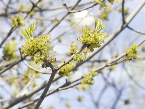 Flowers Common Ash Fraxinus Excelsior On Branch With Bokeh