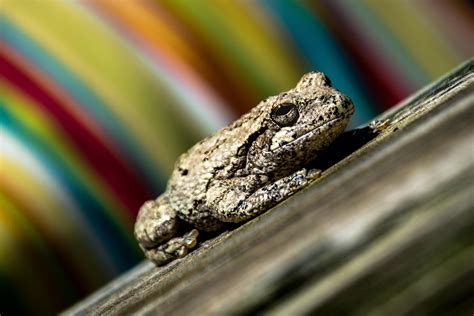 Eastern Gray Tree Frog : wildlifephotography