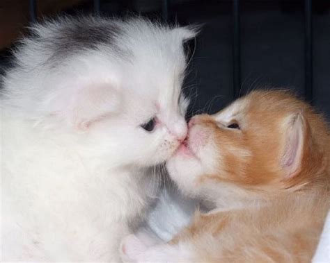 ~ ღ Inoccent Kiss ღ ~ Cute Kittens Cats Kiss Animals Hd Wallpaper