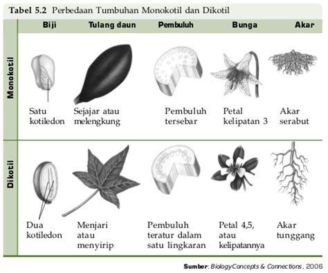 Tumbuhan Biji Tertutup Angiospermae Klasifikasi Sifat Contoh