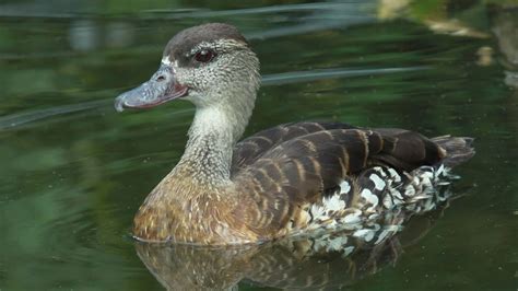 Fun Spotted Whistling Duck Facts For Kids Kidadl