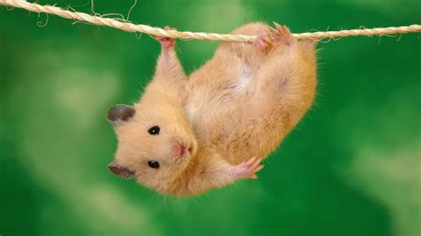 Cute Hamster Wallpapers 67 Background Pictures