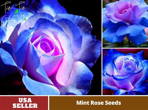 Blues Blue Rose Seeds Perennial Authentic Seeds Flowers Organic Non