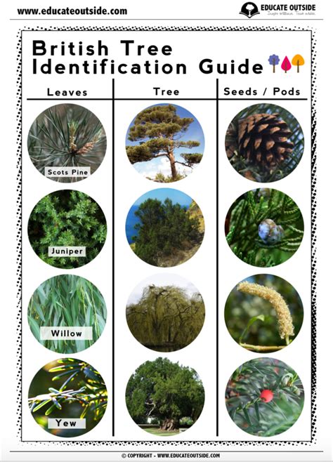 British Tree Identification Guide Educate Outside