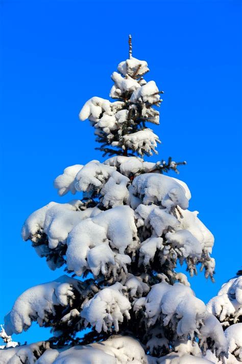 Single Fir Tree In Winter Snow Stock Image Image Of Alpine Nature