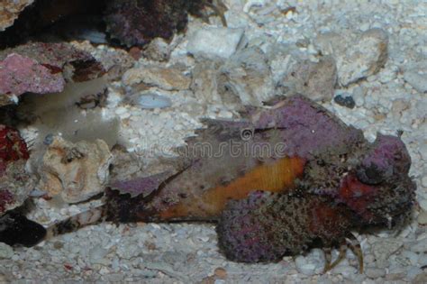 Venomous Creatures In The Red Sea Scorpaena Mystes Pacific Stock Photo
