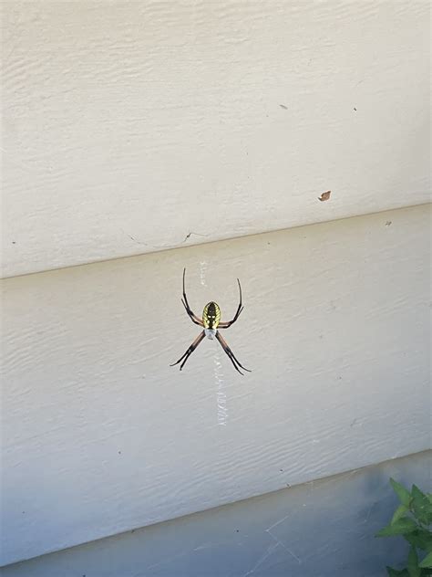 Unidentified Spider In Illinois United States