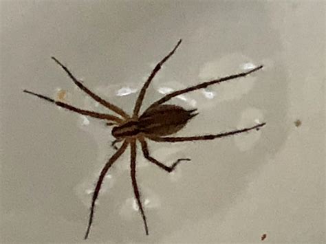 Unidentified Spider In Billeriica Massachusetts United States