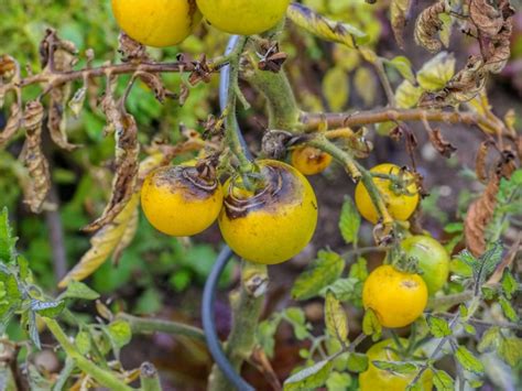 Tomato Diseases Common Diseases Of Tomato Plants