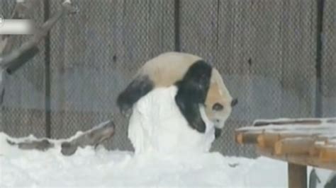 Giant Panda Wrestles Snowman At Toronto Zoo Youtube