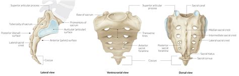 Sacral Bone Anatomy