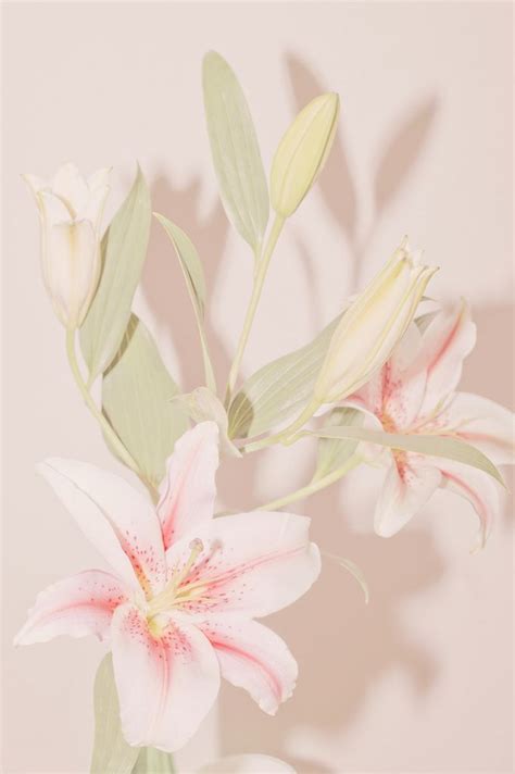 Pinkish Lilium Flower Flower Aesthetic Lily Flower