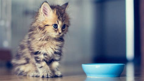 Charming Cat Baby Wallpaper Hd Wallpapers