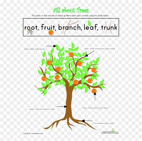Parts Of A Tree Lesson Plan Education Com Rh Education Parts Of A