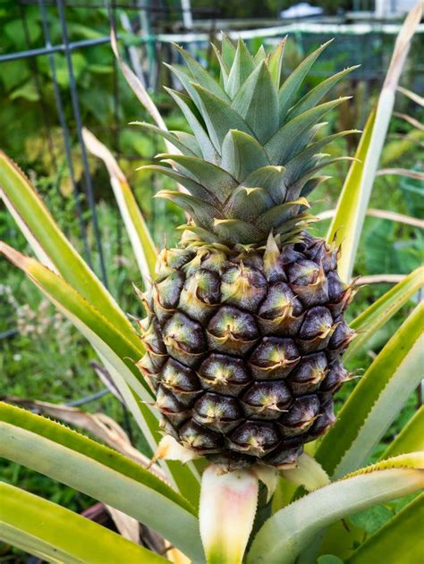 Pineapple Plant In Garden Stock Image Image Of Grow 24447443