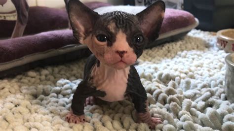 4 Week Old Bambino Dwarf Sphynx Kitten Youtube