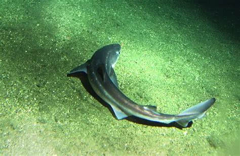 Dogfish Description Habitat Image Diet And Interesting Facts