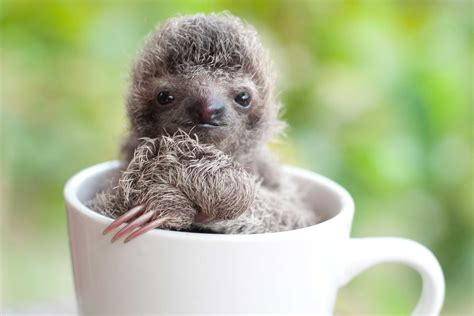 Adorable Sloth Pictures You Need In Your Life Readers Digest